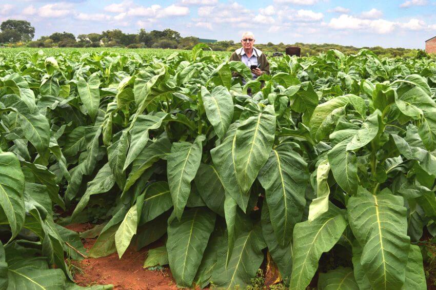 A Comprehensive Overview of Tobacco Types and Their Role in Stick Production The Three Main Types of Tobacco eauderableseva.com